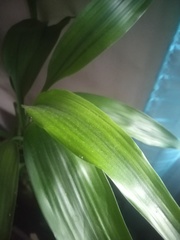 Aspidistra elatior