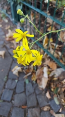 Senecio inaequidens
