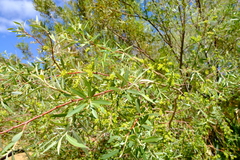 Salix mucronata mucronata