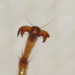 Phyllophaga sonora