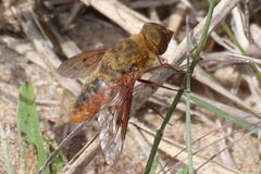 Chrysanthrax edititius