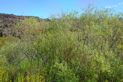 Salix mucronata mucronata