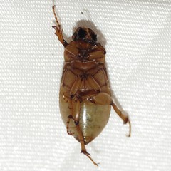 Phyllophaga sonora