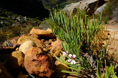 Pelargonium laevigatum oxyphyllum
