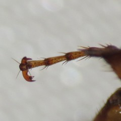 Phyllophaga sonora