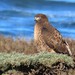 Western Red-tailed Hawk - Photo (c) w_fran, some rights reserved (CC BY-NC)
