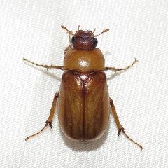 Phyllophaga sonora