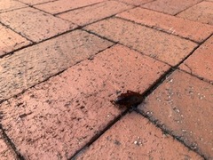 Periplaneta fuliginosa