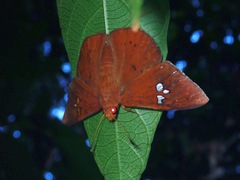 Capila phanaeus