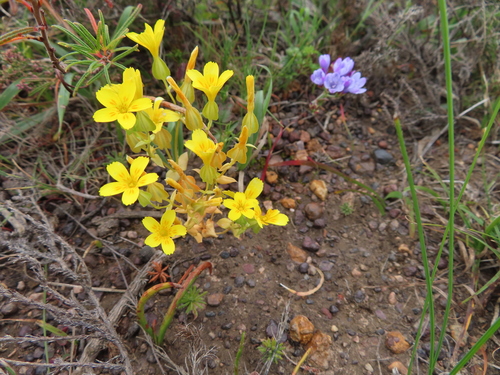 Image of Sebaea solaris by (c) linkie, some rights reserved (CC BY)