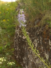 Veronica pinnata