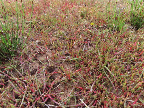 Image of Salicornia capensis by (c) linkie, some rights reserved (CC BY)
