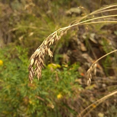 Festuca sibirica