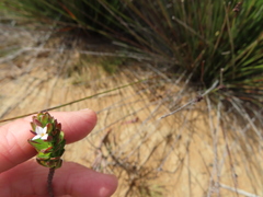 Euchaetis meridionalis