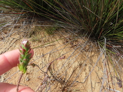 Euchaetis meridionalis