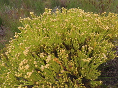 Leucadendron