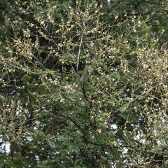 Vachellia leucophloea