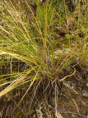 Festuca sibirica