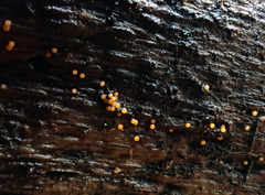 Hydropisphaera peziza