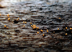 Hydropisphaera peziza