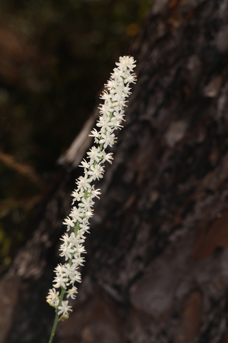 Image of Carolina Bog Asphodel (Tofieldia glabra) by (c) Judy Gallagher, some rights reserved (CC BY-SA)