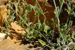 Centella villosa