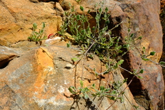 Centella villosa