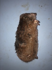 Amblysomus hottentotus