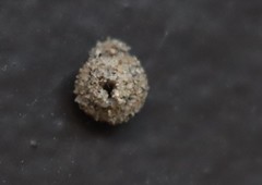 Apterona helicoidella