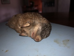 Amblysomus hottentotus