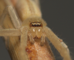 Neosparassus macilentus