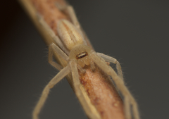 Neosparassus macilentus