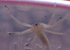 Neosparassus macilentus