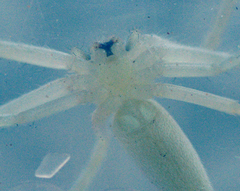 Neosparassus macilentus