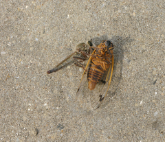 Cicadatra querula