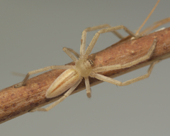 Neosparassus macilentus