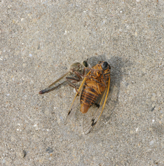 Cicadatra querula