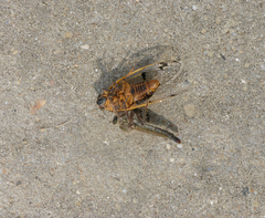 Cicadatra querula