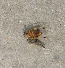 Cicadatra querula