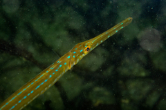 Fistularia tabacaria