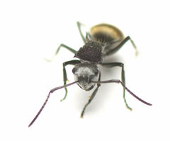Polyrhachis senilis