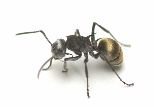 白毛多刺蚁Polyrhachis senilis