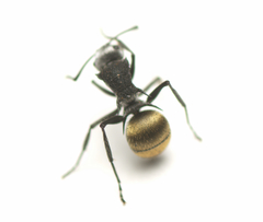 Polyrhachis senilis