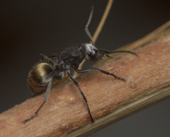 Polyrhachis senilis