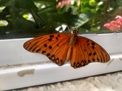 Dione vanillae maculosa