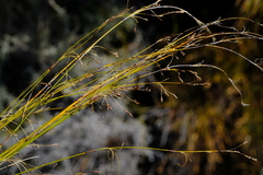 Tetraria cernua