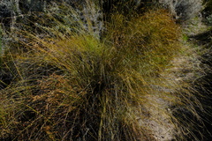 Tetraria cernua