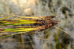 Tetraria cernua