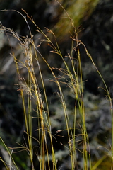 Tetraria cernua