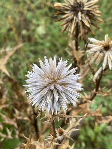 Echinops ritro